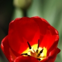 SONY DSC