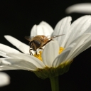 SONY DSC