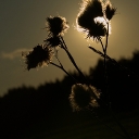SONY DSC
