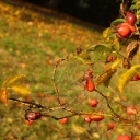 SONY DSC